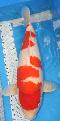 Neuer Import 2025 - High Class Kohaku - SAKAI BLUTLINIE