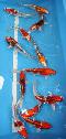 Neuer Import 2025 - Kujaku Tateshita - 40 Stck - Preis pro Stck-