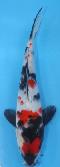 Neuer Import 2025 - Tosai Tateshita Showa