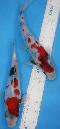 Neuer Import 2025 - Tosai Tateshita Showa - Preis pro Stck